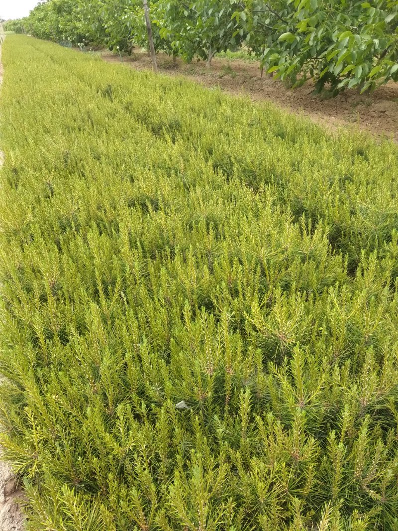 白皮松小苗